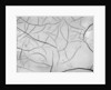 Cracks in Dry Mud, California, 1955 by Anonymous