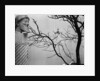Archaic Greek Sculpture Bust and Tree, California, 1952 by Anonymous