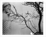 Archaic Greek Sculpture Bust and Tree, California, 1952 by Anonymous