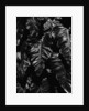 Leaves by Anonymous
