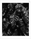 Leaves by Anonymous