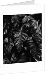 Leaves by Anonymous