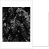Leaves by Anonymous