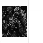 Leaves by Anonymous
