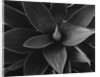 Close View of a Desert Plant by Anonymous