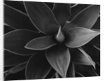 Close View of a Desert Plant by Anonymous