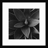 Close View of a Desert Plant by Anonymous