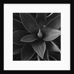 Close View of a Desert Plant by Anonymous