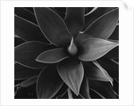 Close View of a Desert Plant by Anonymous