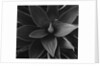 Close View of a Desert Plant by Anonymous