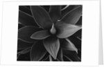 Close View of a Desert Plant by Anonymous