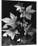 Leaves by Brett Weston