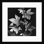 Leaves by Brett Weston