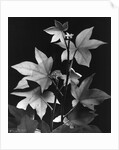 Leaves by Brett Weston