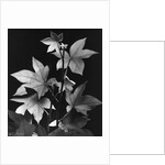 Leaves by Brett Weston