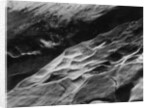 Rock Forms, Point Lobos, 1942 by Anonymous