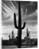 Saguaros, Arizona by Brett Weston