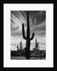 Saguaros, Arizona by Brett Weston