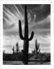 Saguaros, Arizona by Brett Weston