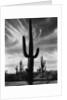 Saguaros, Arizona by Brett Weston