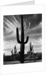 Saguaros, Arizona by Brett Weston