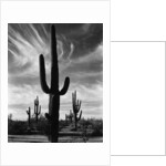 Saguaros, Arizona by Brett Weston