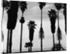 Palm Trees in Silhouette, California, 1958 by Anonymous