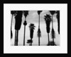 Palm Trees in Silhouette, California, 1958 by Anonymous