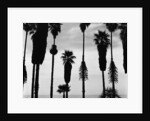 Palm Trees in Silhouette, California, 1958 by Anonymous