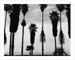Palm Trees in Silhouette, California, 1958 by Anonymous