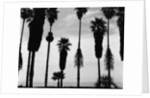 Palm Trees in Silhouette, California, 1958 by Anonymous
