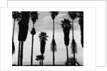 Palm Trees in Silhouette, California, 1958 by Anonymous