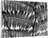 Giant Fern, Los Angeles, 1953 by Anonymous