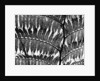 Giant Fern, Los Angeles, 1953 by Anonymous