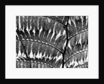 Giant Fern, Los Angeles, 1953 by Anonymous