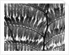 Giant Fern, Los Angeles, 1953 by Anonymous