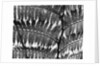 Giant Fern, Los Angeles, 1953 by Anonymous