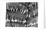 Giant Fern, Los Angeles, 1953 by Anonymous
