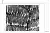 Giant Fern, Los Angeles, 1953 by Anonymous