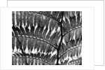 Giant Fern, Los Angeles, 1953 by Anonymous