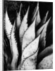 Agave Leaves by Brett Weston