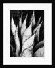 Agave Leaves by Brett Weston