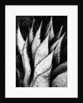 Agave Leaves by Brett Weston