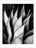 Agave Leaves by Brett Weston