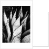 Agave Leaves by Brett Weston