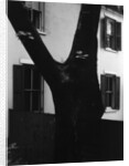 Tree and House, 1960 by Anonymous