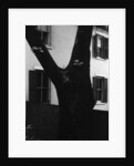 Tree and House, 1960 by Anonymous