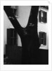 Tree and House, 1960 by Anonymous