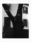 Tree and House, 1960 by Anonymous
