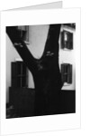 Tree and House, 1960 by Anonymous